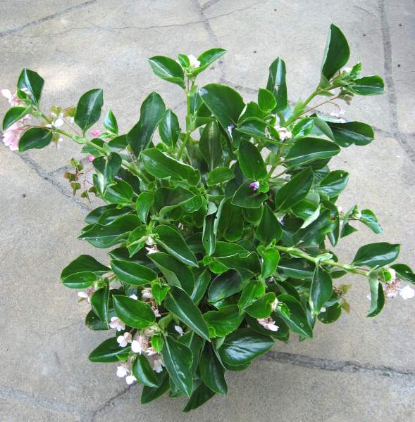 B. cucullata var. arenosicola